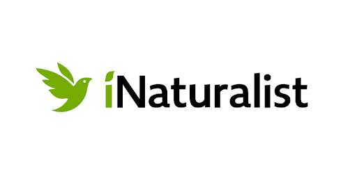 iNaturalist